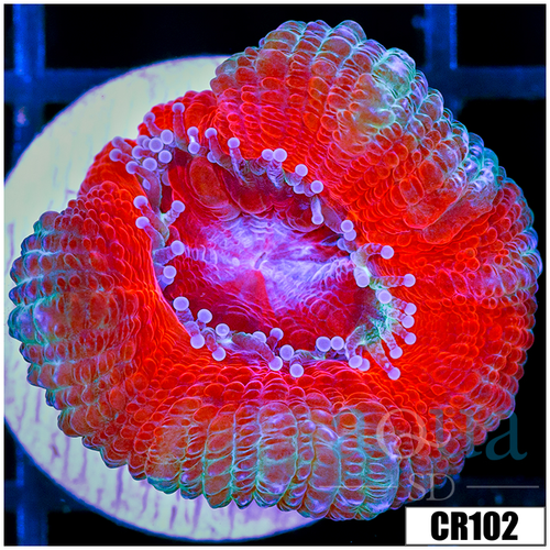 Teal Claw Acan Lord