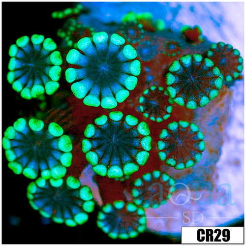 Green Petals Alveopora