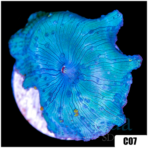 Blue Man Discosoma