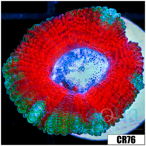 Ice Core Acan Lord