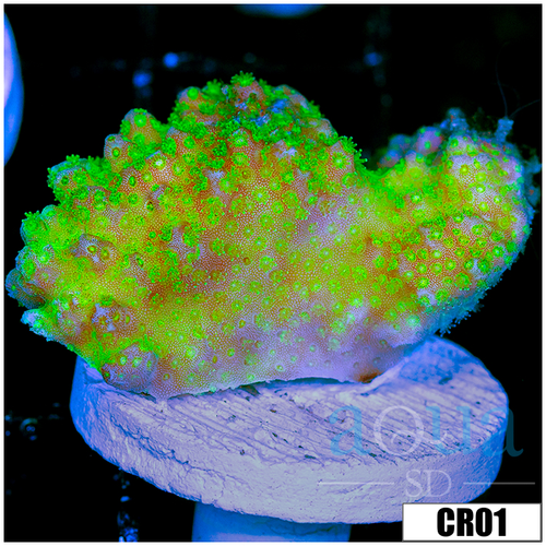 Nuclear Poccilipora