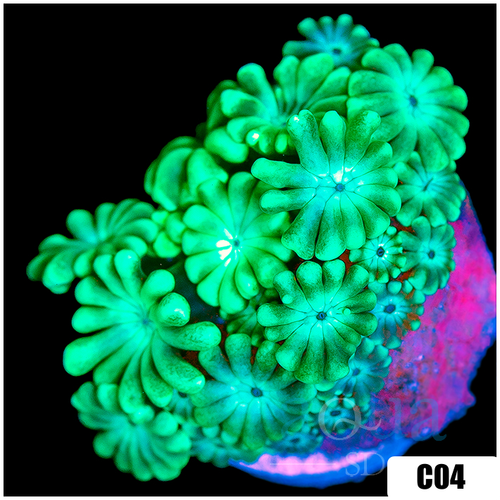 Green Petals Alveopora