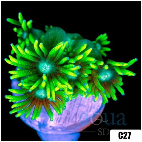 Neon Star Goniopora