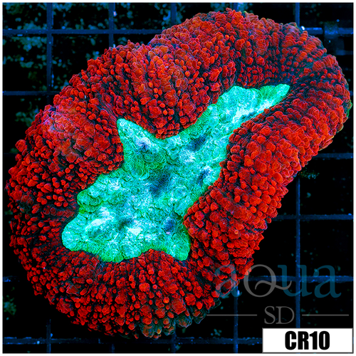 Lava Rim Symphyllia