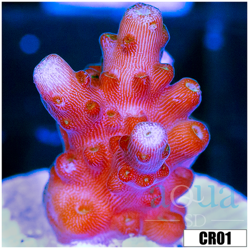 BC Unicorn Bubblebath Acropora