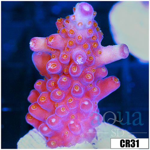 BC Unicorn Bubblebath Acropora