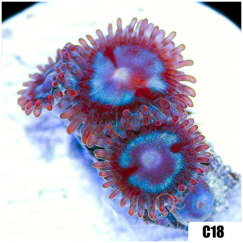 Shadow Fire Zoas