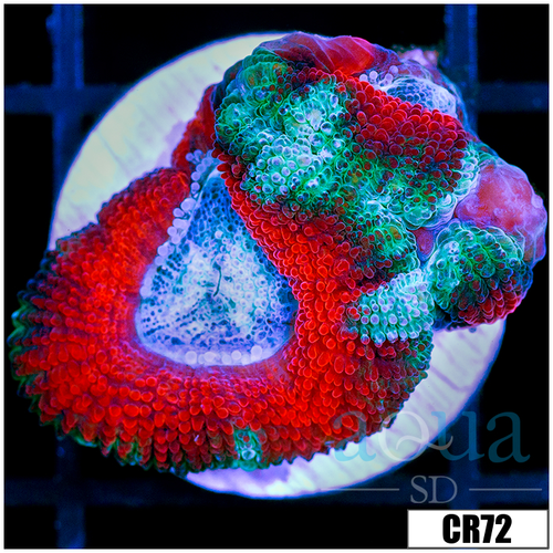 Ice Core Acan Lord