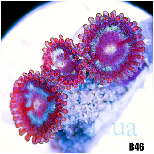 Shadow Fire Zoas