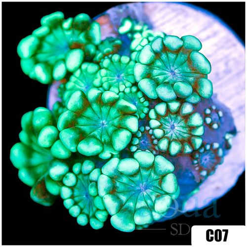 Green Petals Alveopora