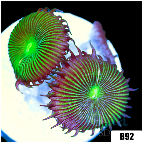 Flytrap Palys
