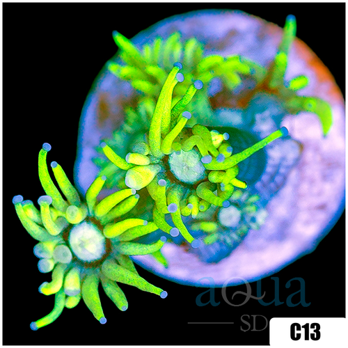 Neon Star Goniopora