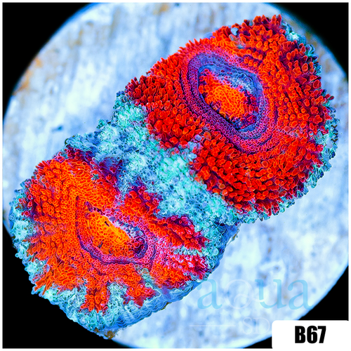 Teal Claw Acan Lord