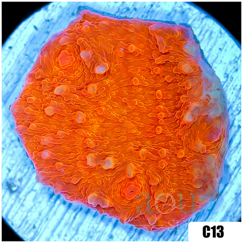Orange Julious Chalice