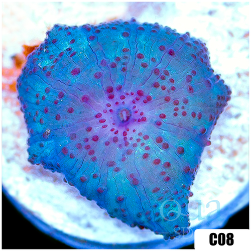 Blue Man Discosoma