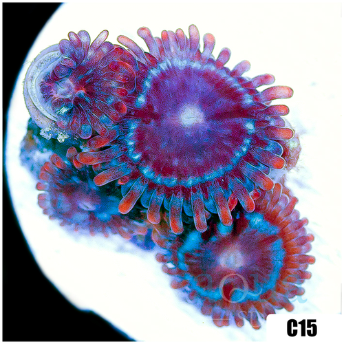 Shadow Fire Zoas