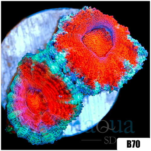 Teal Claw Acan Lord