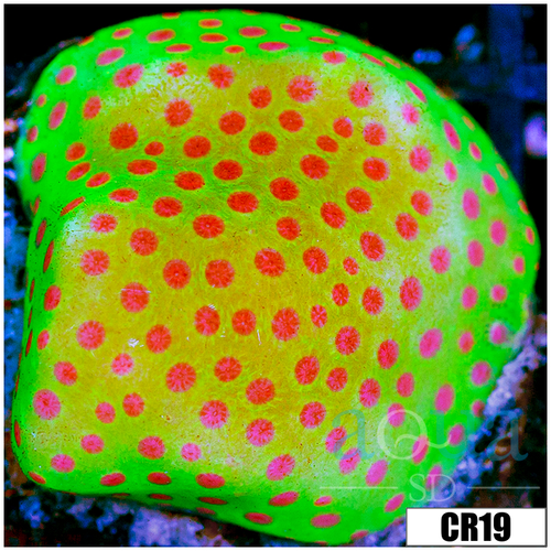 Strawberry Feilds Montipora