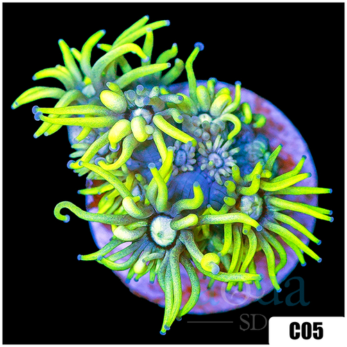 Neon Star Goniopora