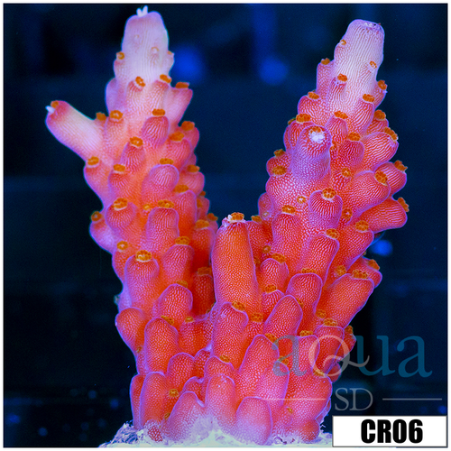 BC Unicorn Bubblebath Acropora