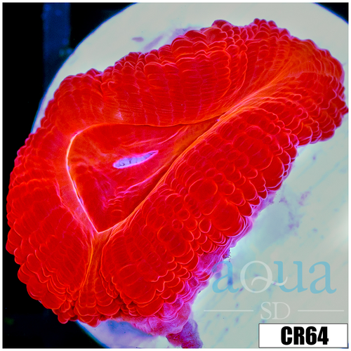 Ultra Acan Lord