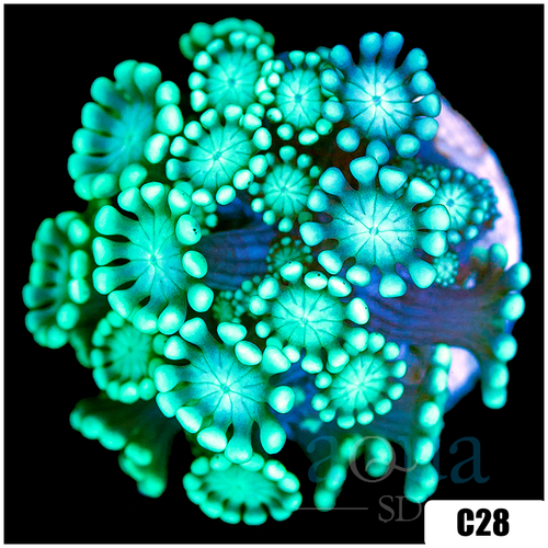 Green Petals Alveopora