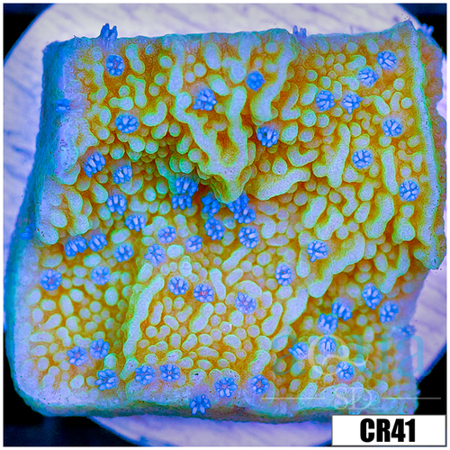 Blueberry Feilds Montipora