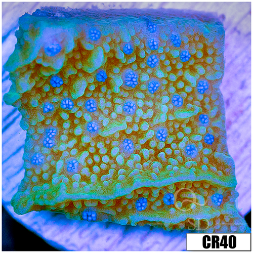 Blueberry Feilds Montipora