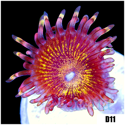ASD Pandora Zoanthids