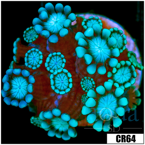 Aussie Alveopora