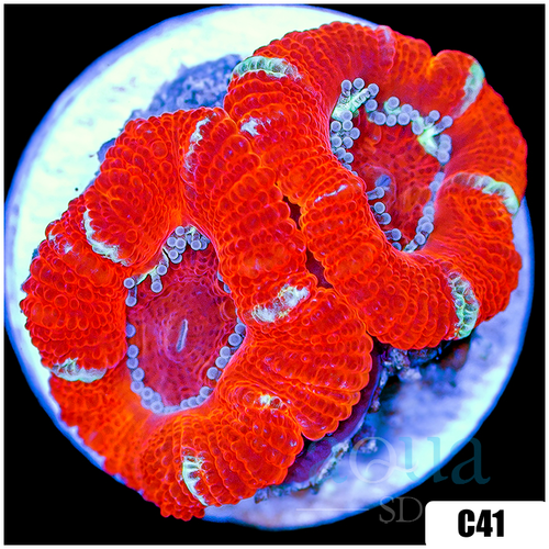 Peppermint Candy Acan Lord
