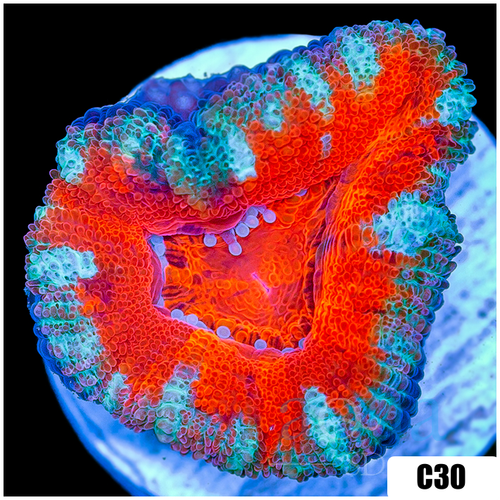 Teal Claw Acan Lord
