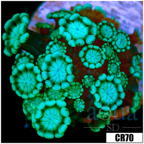 Aussie Alveopora
