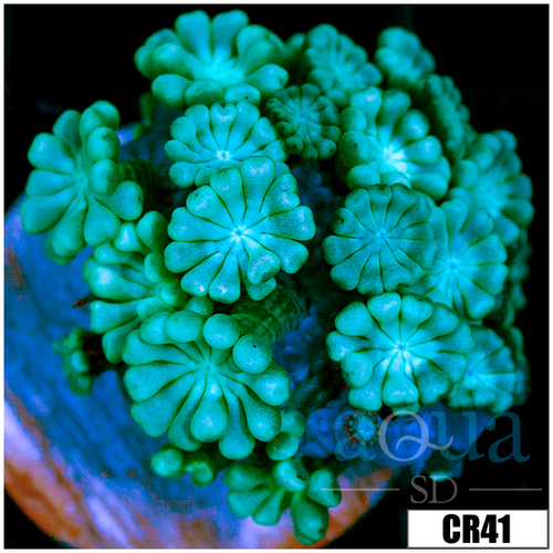 Aussie Alveopora