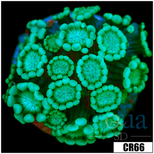 Aussie Alveopora