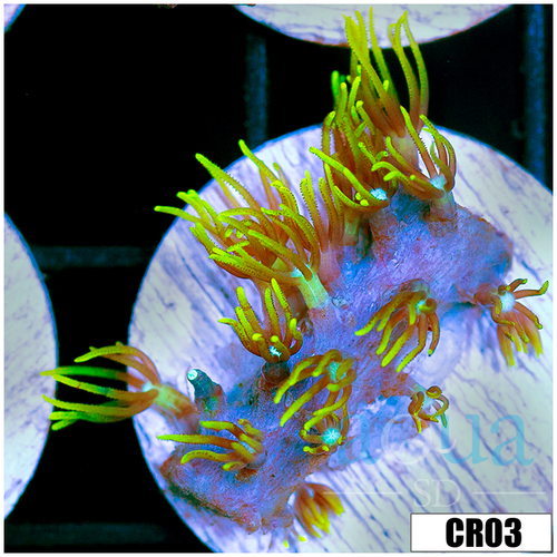 GSP Frag
