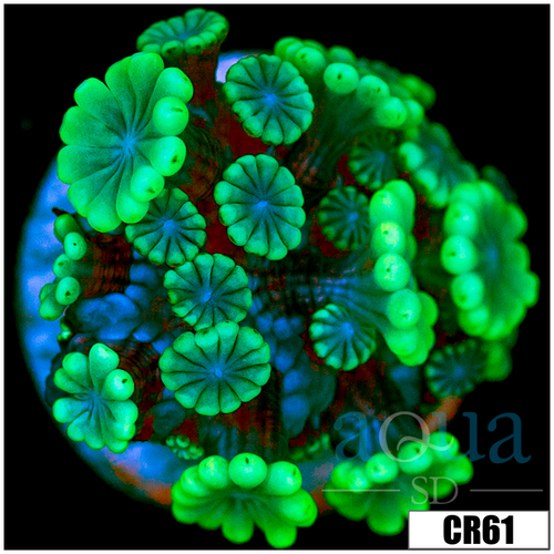 Aussie Alveopora