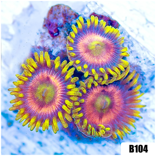 ASD Pink Lemonade Zoas