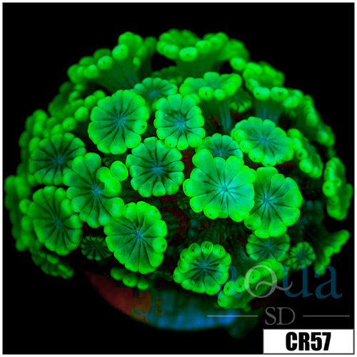 Aussie Alveopora