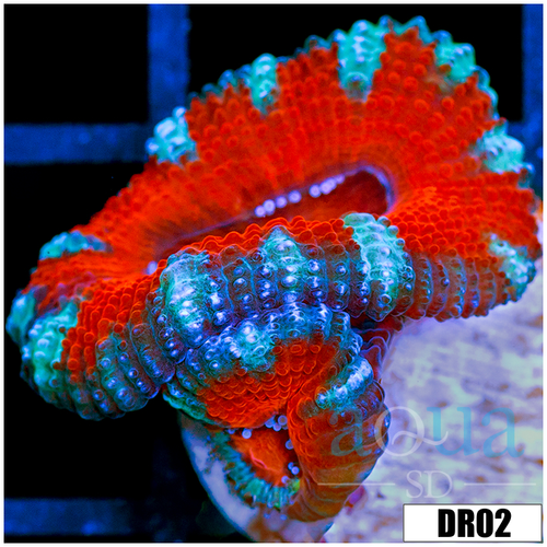 Teal Claw Acan Lord
