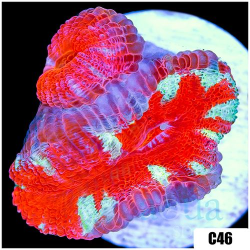 Peppermint Candy Acan Lord