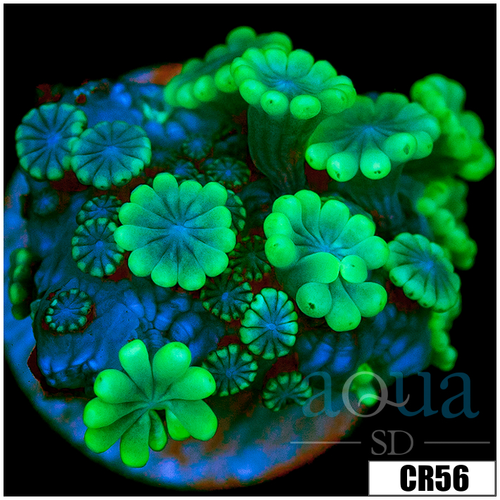 Aussie Alveopora