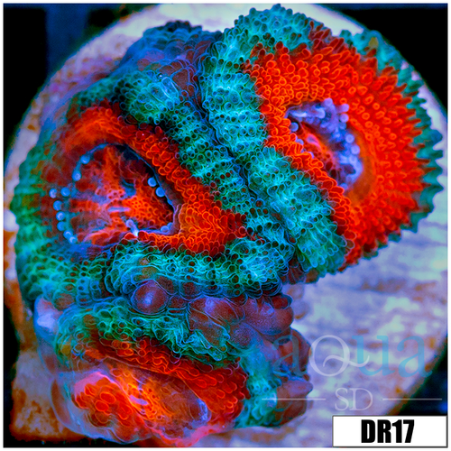 Teal Claw Acan Lord