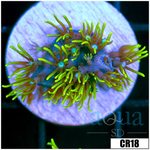 GSP Frag
