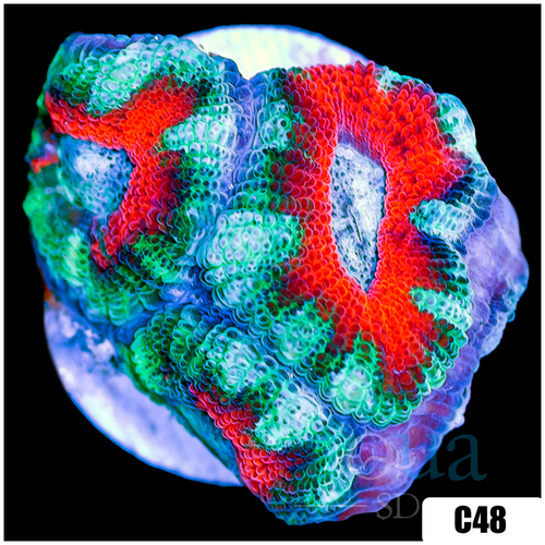 Teal Claw Acan Lord