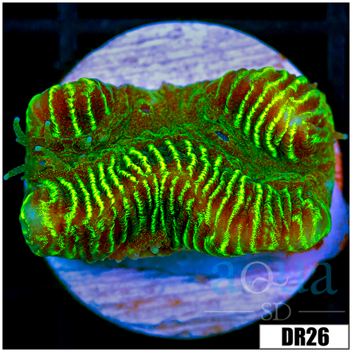 Green Hornet Favia