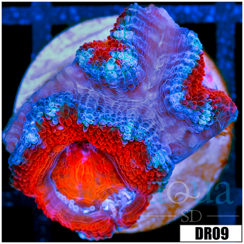 Teal Claw Acan Lord
