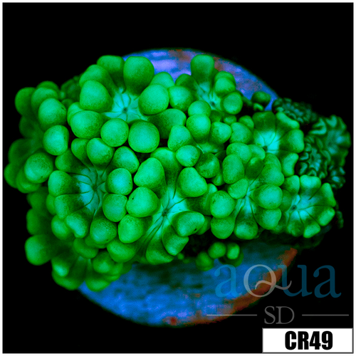 Aussie Alveopora