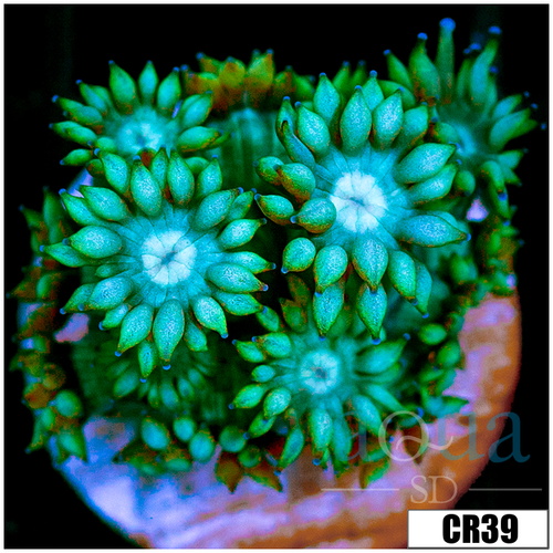 Aussie Alveopora