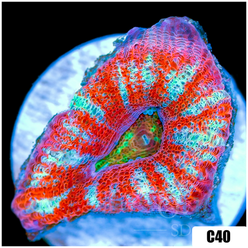 Peppermint Candy Acan Lord